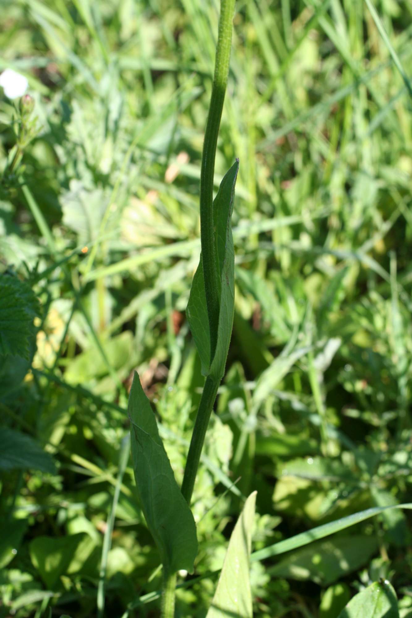 Da identificare 5 .- Doronicum sp